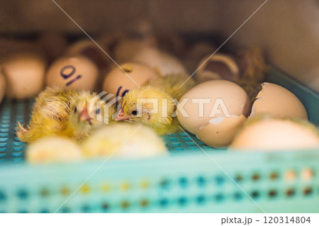 Large group of newly hatched chicks on a chicken farm Large group of newly hatched chicks on a chicken farm 120314804