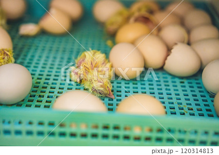 Large group of newly hatched chicks on a chicken farm Large group of newly hatched chicks on a chicken farm 120314813