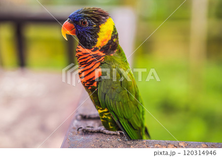 Colorful portrait of Amazon macaw parrot against jungle. Side view of wild parrot on green background. Wildlife and rainforest exotic tropical birds as popular pet breeds 120314946