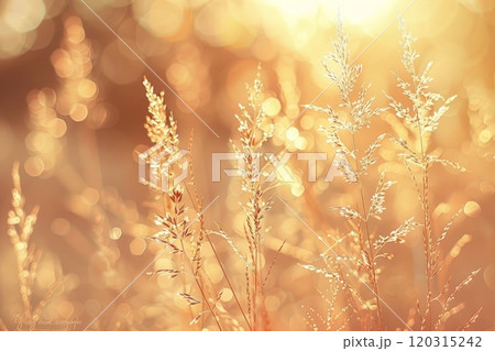 Golden sunlight shining on a field of tall green grass. Summer meadow concept. 120315242