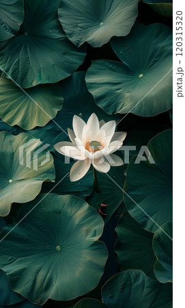 Close-up of a pristine white flower blooming among green leaves. Nature's elegance concept. 120315320