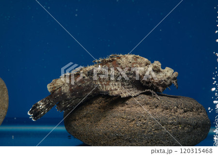 オニオコゼ　オコゼ　魚　海水魚　毒魚　虎魚　鬼虎魚　遊離軟条　オールドレンズ 120315468