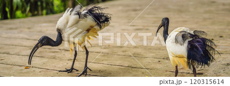 African Sacred ibis walks in the park BANNER, LONG FORMAT African Sacred ibis walks in the park BANNER, LONG FORMAT 120315614