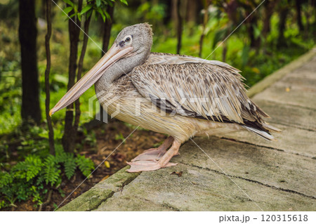 Pelican walks along the path in the park 120315618