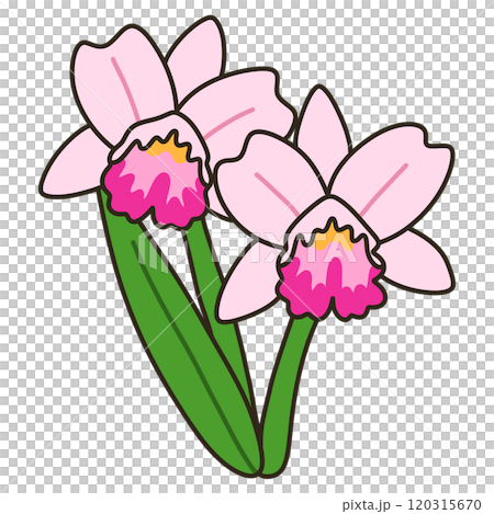 カトレヤ 120315670