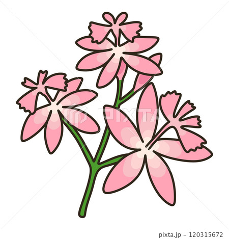 エピデンドラム 120315672