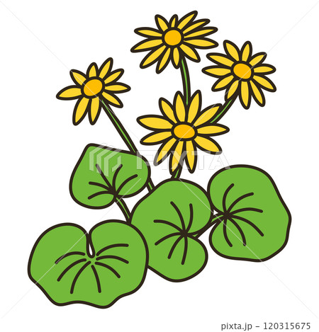 ツワブキ ツワブキ 120315675