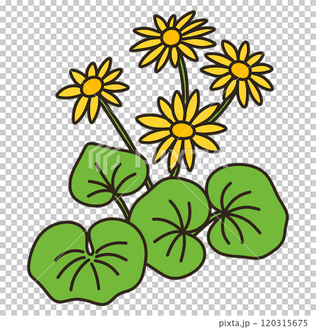 大吳風草 120315675