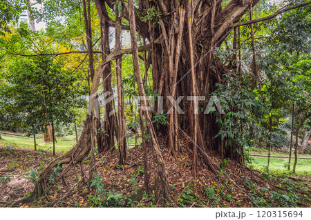 big tree root in the jungle wild. amazing banyan root in deep tropical forest. A old tree has roots for natural background 120315694