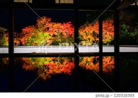 庭園のライトアップされた楓 庭園のライトアップされた楓 120316305