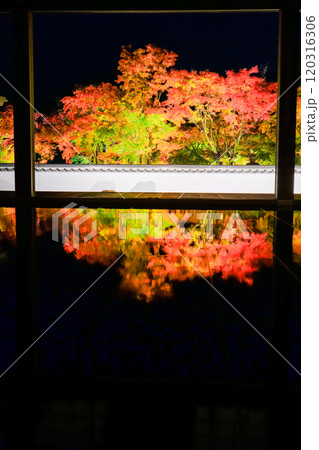 床に映る紅葉(縦) 床に映る紅葉(縦) 120316306