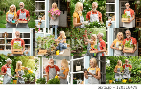 A collage of photos showing a senior couple working in their garden center. They are seen tending to plants, greeting customers, and checking their inventory. A collage of photos showing a senior couple working in their garden center. They are seen tending to plants, greeting customers, and checking their inventory. 120316479