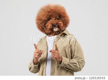 A fluffy dog with a distinctive curly coat is playfully posing with a human body, pointing fingers in a lighthearted manner. The background is neutral A fluffy dog with a distinctive curly coat is playfully posing with a human body, pointing fingers in a lighthearted manner. The background is neutral 120316543