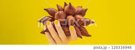Hand with a yellow manicure holding a ripe salak on a yellow background BANNER, LONG FORMAT Hand with a yellow manicure holding a ripe salak on a yellow background BANNER, LONG FORMAT 120316946