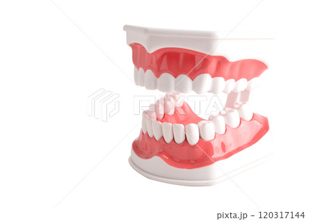 Dental teeth model isolated on white background with clipping path for learn about dentistry. Dental teeth model isolated on white background with clipping path for learn about dentistry. 120317144
