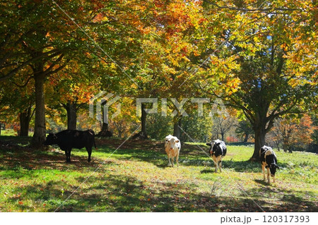 紅葉の中で草を食べる牛たち 紅葉の中で草を食べる牛たち 120317393