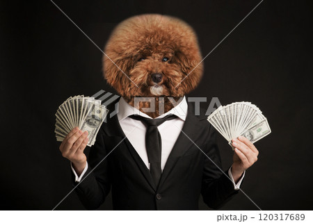 A stylish dog with a fluffy coat dressed in a suit is joyfully holding stacks of cash in each paw. The background is dark, creating a contrast that highlights its cheerful expression and formal attire 120317689