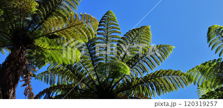 Fern trees growing in New Zealand 120319257