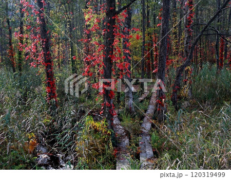 紅葉した林の中の木道 120319499