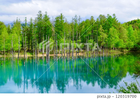 美瑛の青い池 120319700