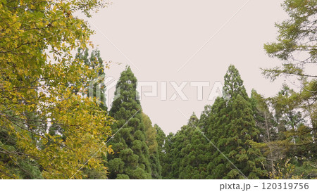 日本の美しい紅葉(岡山県立森林公園)17 日本の美しい紅葉(岡山県立森林公園)17 120319756