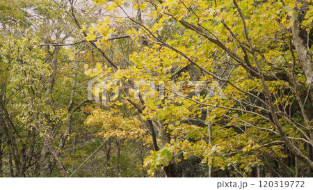 日本の美しい紅葉（岡山県立森林公園）08 120319772