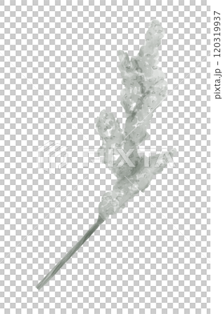 Watercolor Sprig Ear Plant With Fluffy Seeds, Isolated Single Clipart For Print On Products And Web Use Watercolor Sprig Ear Plant With Fluffy Seeds, Isolated Single Clipart For Print On Products And Web Use 120319937