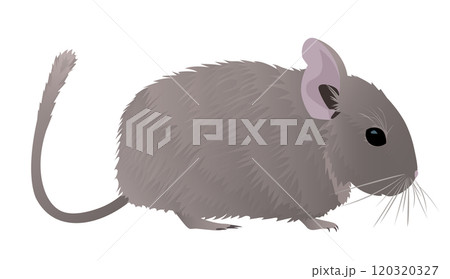 ペットシリーズ「デグー」ベクターイラスト 120320327