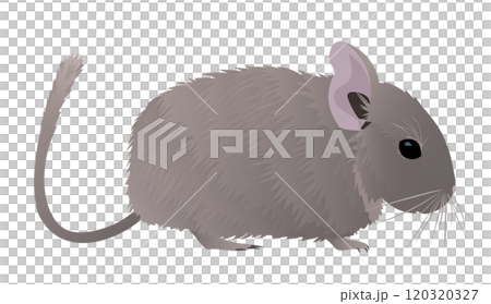 ペットシリーズ「デグー」ベクターイラスト 120320327