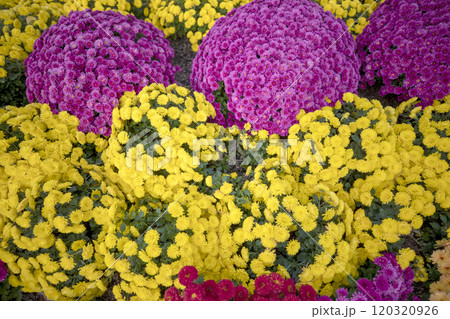 This is a picture of a flower blooming beautifully in nature. 120320926