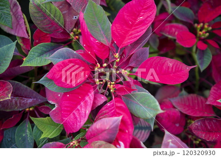 This is a picture of a flower blooming beautifully in nature. 120320930