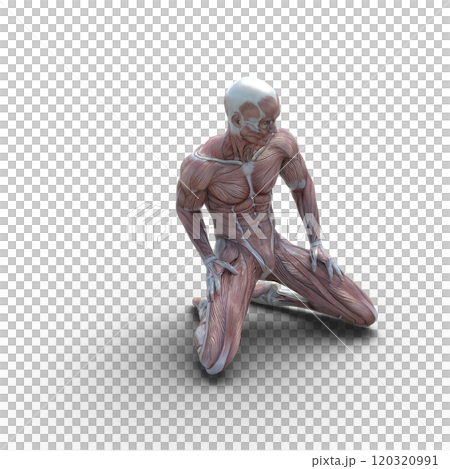 Muscle specimen male perming 3DCG illustration material 120320991