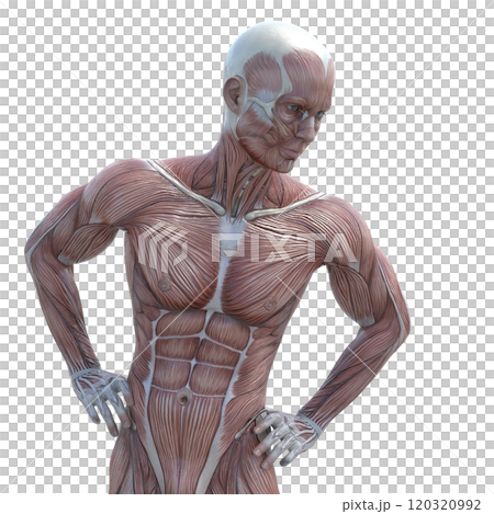 Muscle specimen male perming 3DCG illustration material 120320992