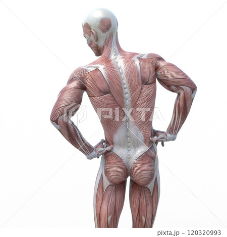 筋肉標本 男性 perming3DCGイラスト素材 筋肉標本 男性 perming3DCGイラスト素材 120320993