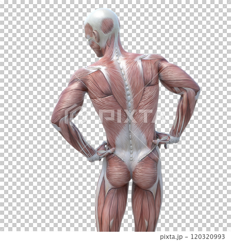 筋肉標本 男性 perming3DCGイラスト素材 筋肉標本 男性 perming3DCGイラスト素材 120320993
