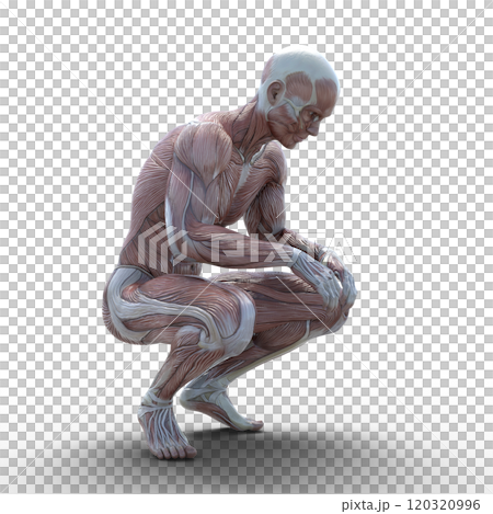 Muscle specimen male perming 3DCG illustration material 120320996