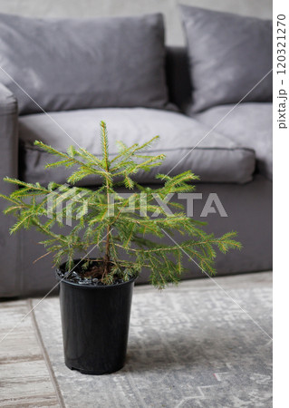 Small Christmas tree without decorations calculation in black bucket in living room with gray sofa Small Christmas tree without decorations calculation in black bucket in living room with gray sofa 120321270