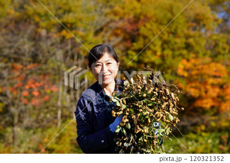 落花生の収穫をする中年女性 落花生の収穫をする中年女性 120321352