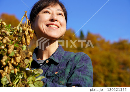 落花生の収穫をする中年女性 落花生の収穫をする中年女性 120321355