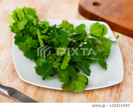 Fresh bunch of cilantro on a white plate 120321493