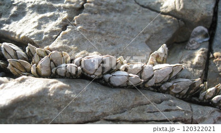 岩の隙間に密集するカメノテ 岩の隙間に密集するカメノテ 120322021