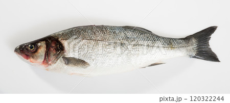 European bass on white background European bass on white background 120322244