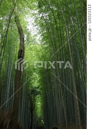 竹林に注ぐ木漏れ日 竹林に注ぐ木漏れ日 120323113