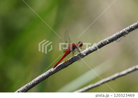 赤蜻蛉 120323469