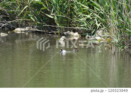 カイツブリ カイツブリ 120323849