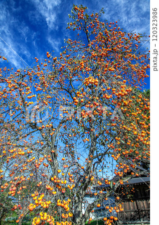 柿の木 120323986