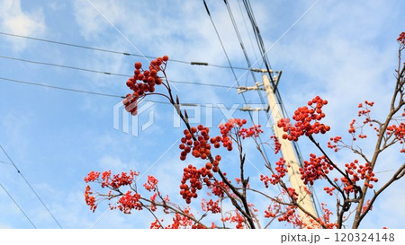 青空とナナカマド 青空とナナカマド 120324148