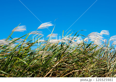北風に揺れるススキの群生　a-1 120325981