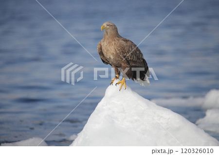 流氷に止まるオジロワシ成鳥 流氷に止まるオジロワシ成鳥 120326010