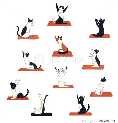 Cats Practicing Yoga Poses Illustration Cats Practicing Yoga Poses Illustration 120326114